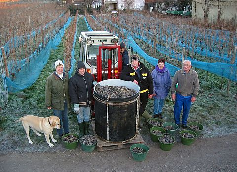 Eisweinlese