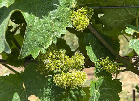 Rieslingreben stehen in voller Blüte