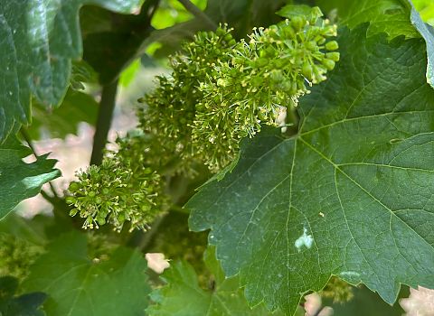 Rieslingreben stehen in voller Blüte