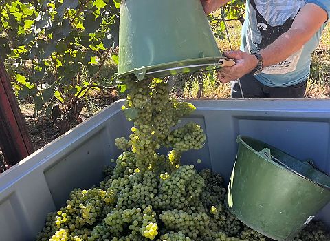 Chardonnay - Weinlese 2026