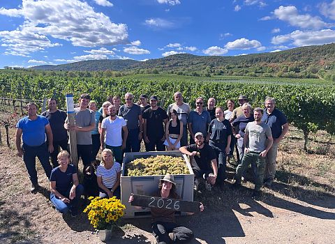 2026 Grape Harvest Team