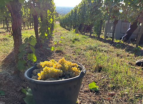 Riesling grapes in the Paradise Garden in Deidesheim
