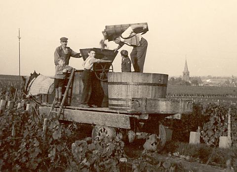 Weinernte 1950