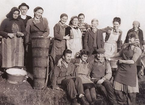 Weinernte 1950