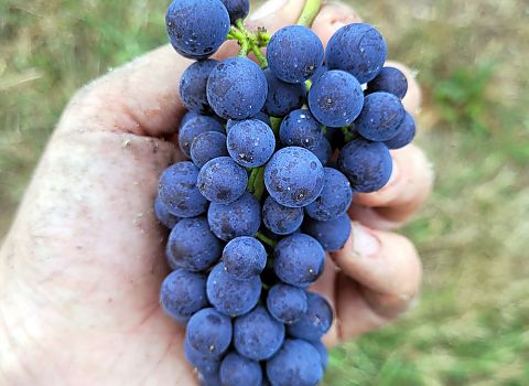 Rebsorte Spätburgunder