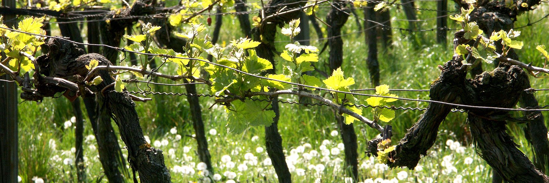 Mai im Weinberg