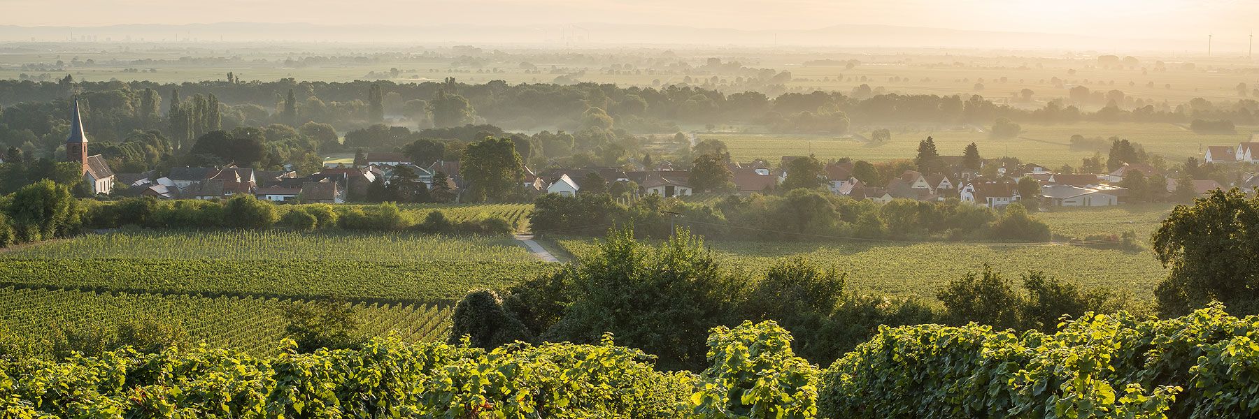 Blick über Forst/Pfalz