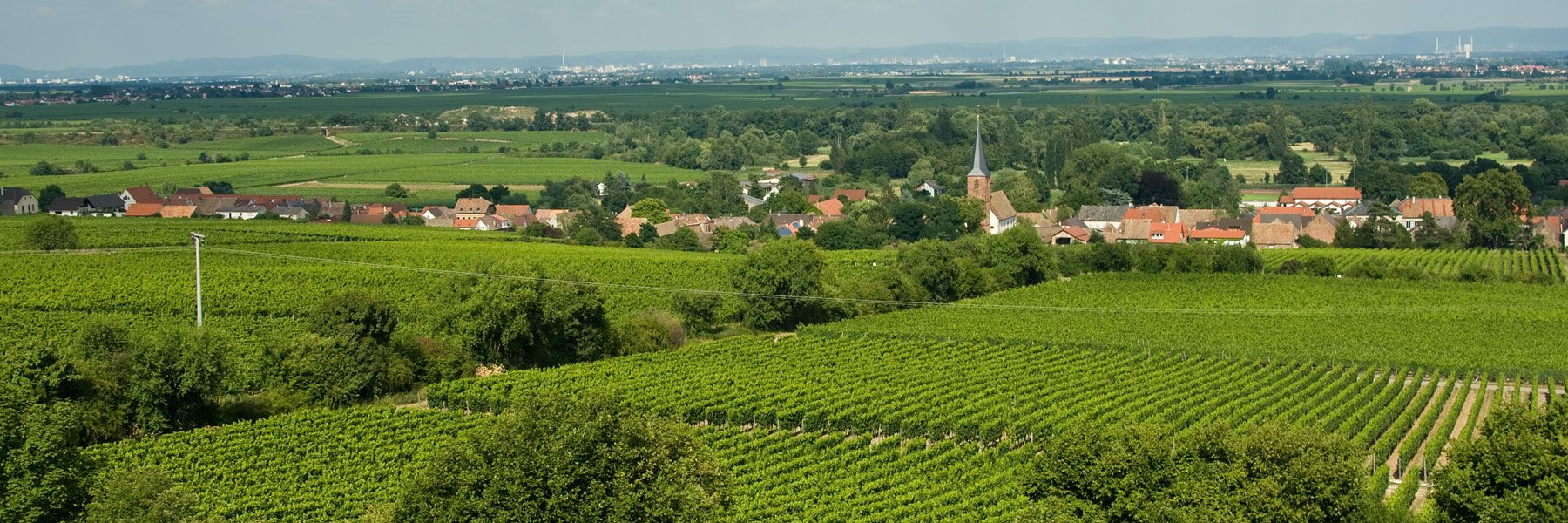 Vineyards Forst/Pfalz