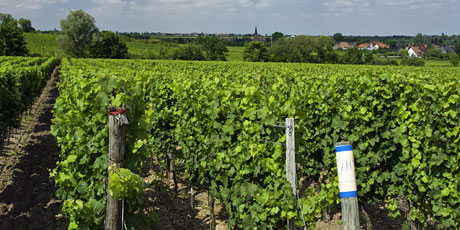 Vineyard site Elster Forst/Pfalz