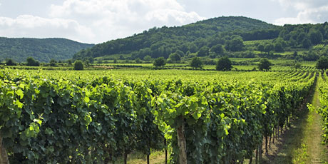 Vineyard site Herrgottsacker Deidesheim/Pfalz