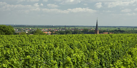 Vineyard site Kieselberg Forst/Pfalz