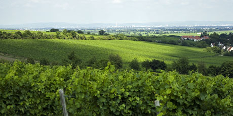 Vineyard site Leinhöhle Deidesheim/Pfalz