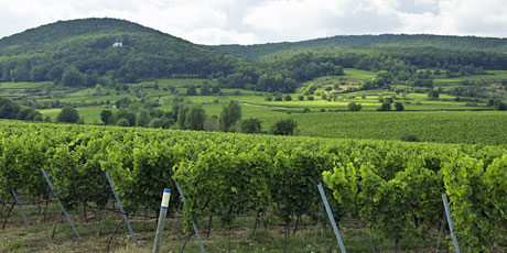 Weinlage Mäushöhle Deidesheim/Pfalz