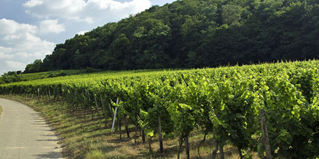 site Musenhang Forst/Pfalz