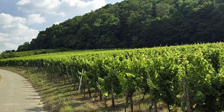 Weinlage Musenhang Forst/Pfalz