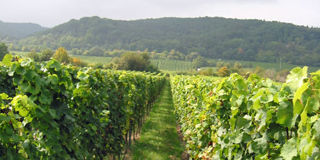 Weinlage Forster Pechstein