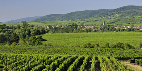 Vineyard Stift Forst/Pfalz