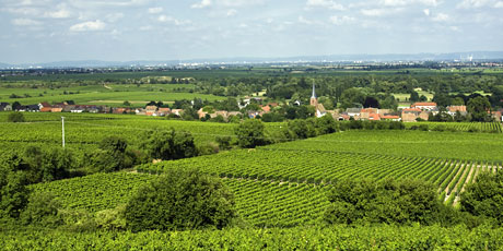 Weinbergslage Ungeheuer Forst/Pfalz