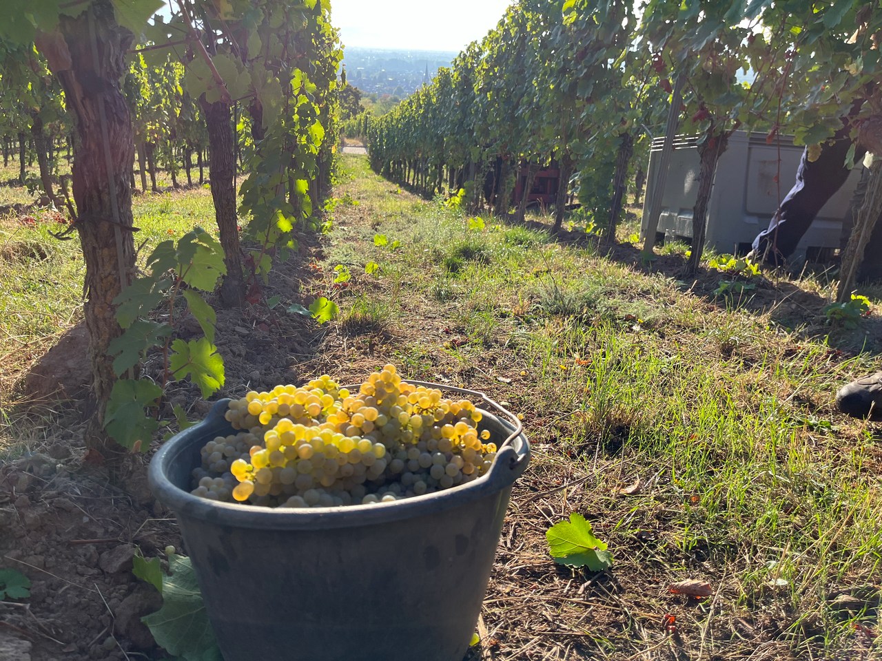 Riesling grapes in the Paradise Garden in Deidesheim